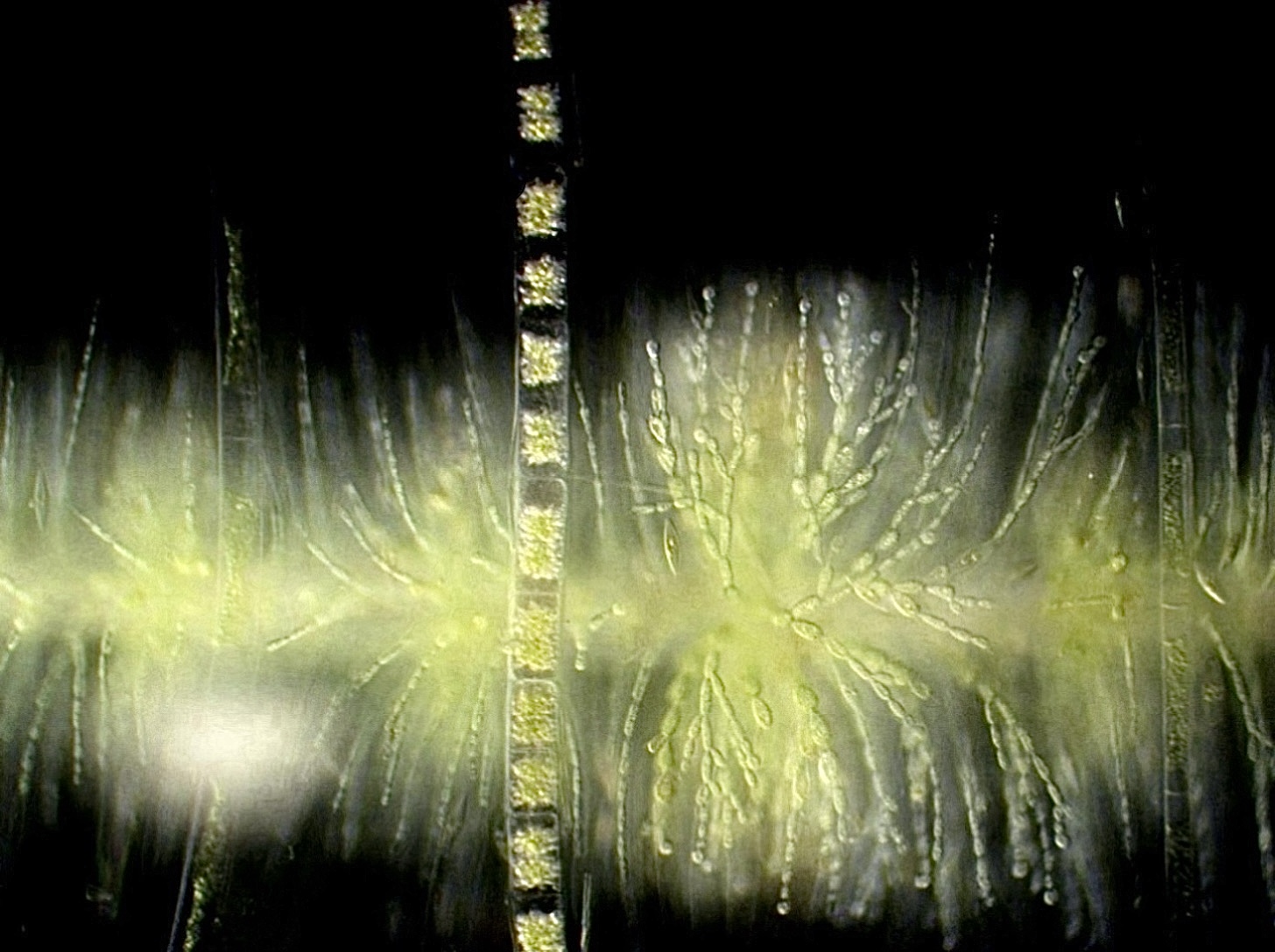 Light micrograph of green, feathery Batrachospermum (red alga) whorls on a dark background, bisected vertically by a segmented algal filament.