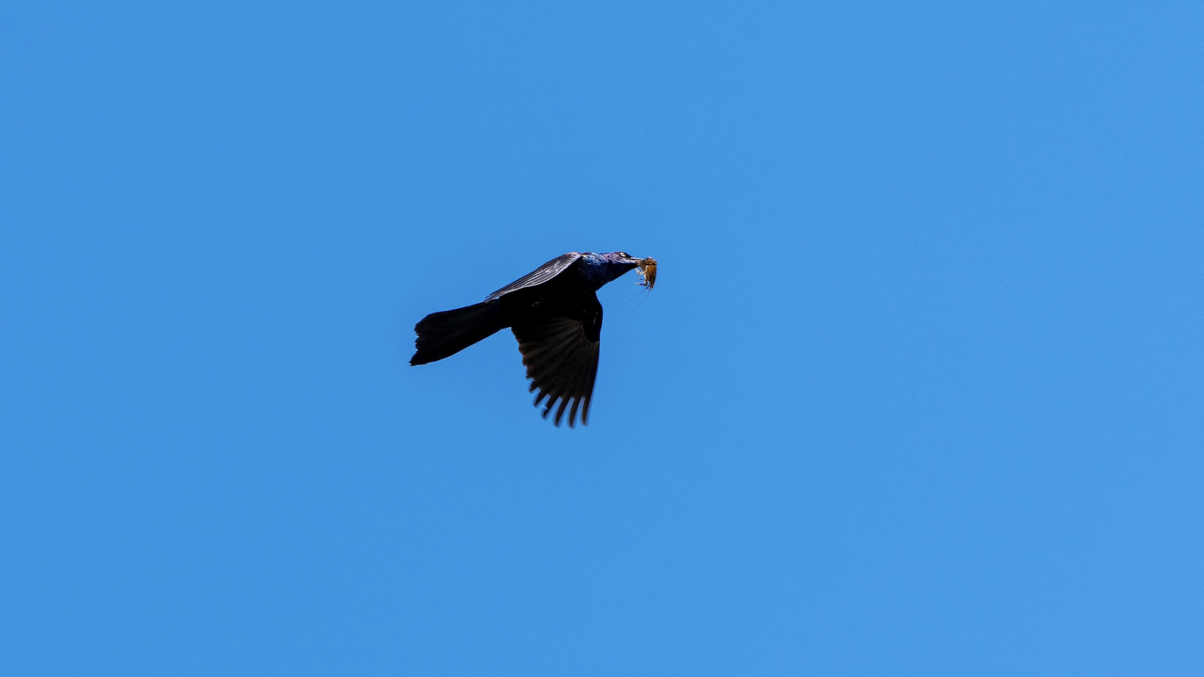 A black common grackle flies in the blue sky with a piece of food in its mouth.