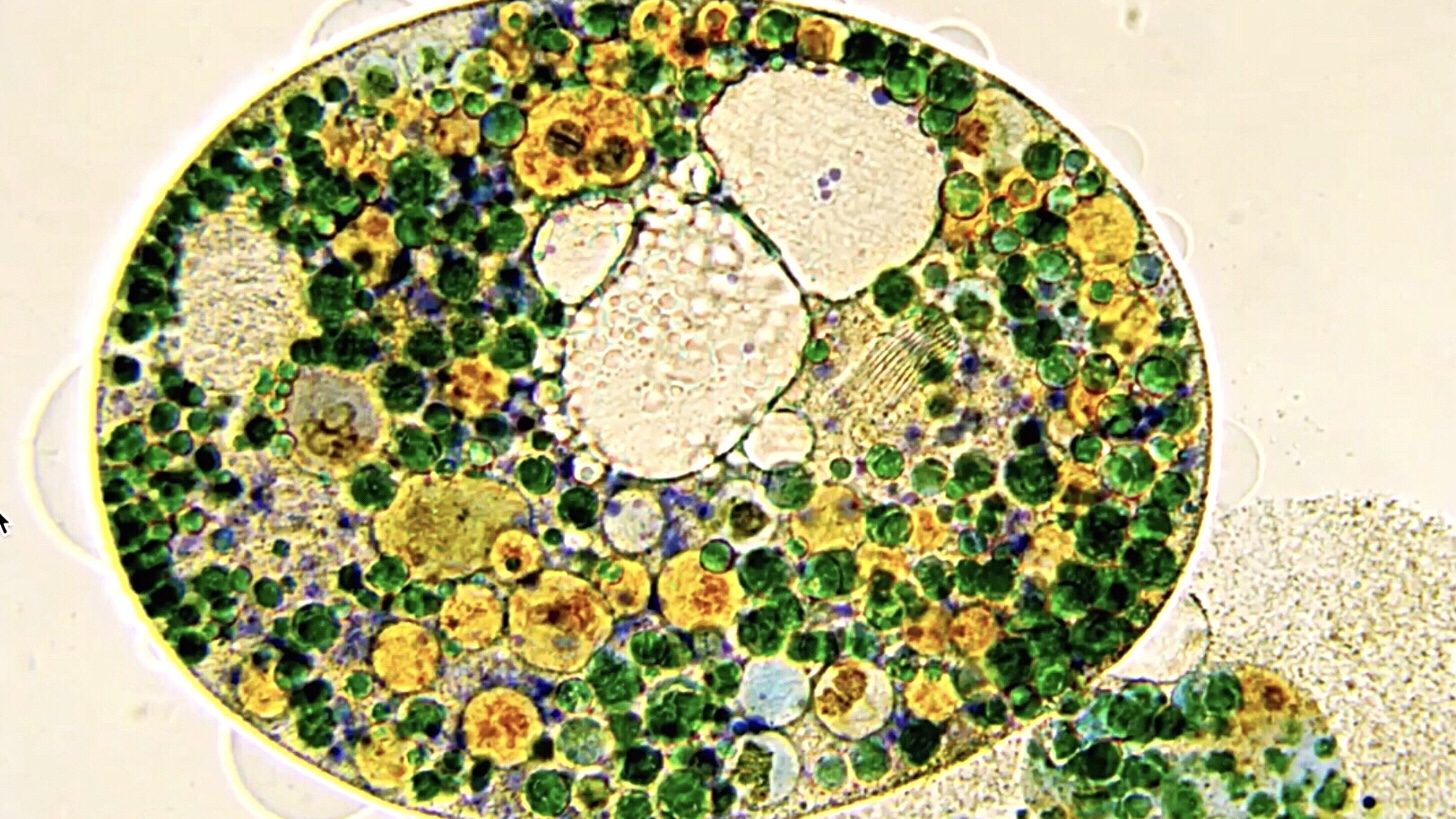 Light micrograph of an oval, dying Nassula ciliate filled with green and yellow spherical granules, with cytoplasmic material spilling out from the lower right edge against a white background.