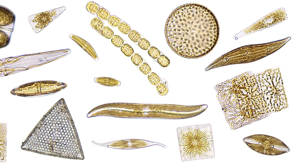 Composite collage on a plain white background featuring various microscopic diatoms in shapes ranging from circular and triangular to needle-like and ribbon-like chains, mostly in golden-brown hues.