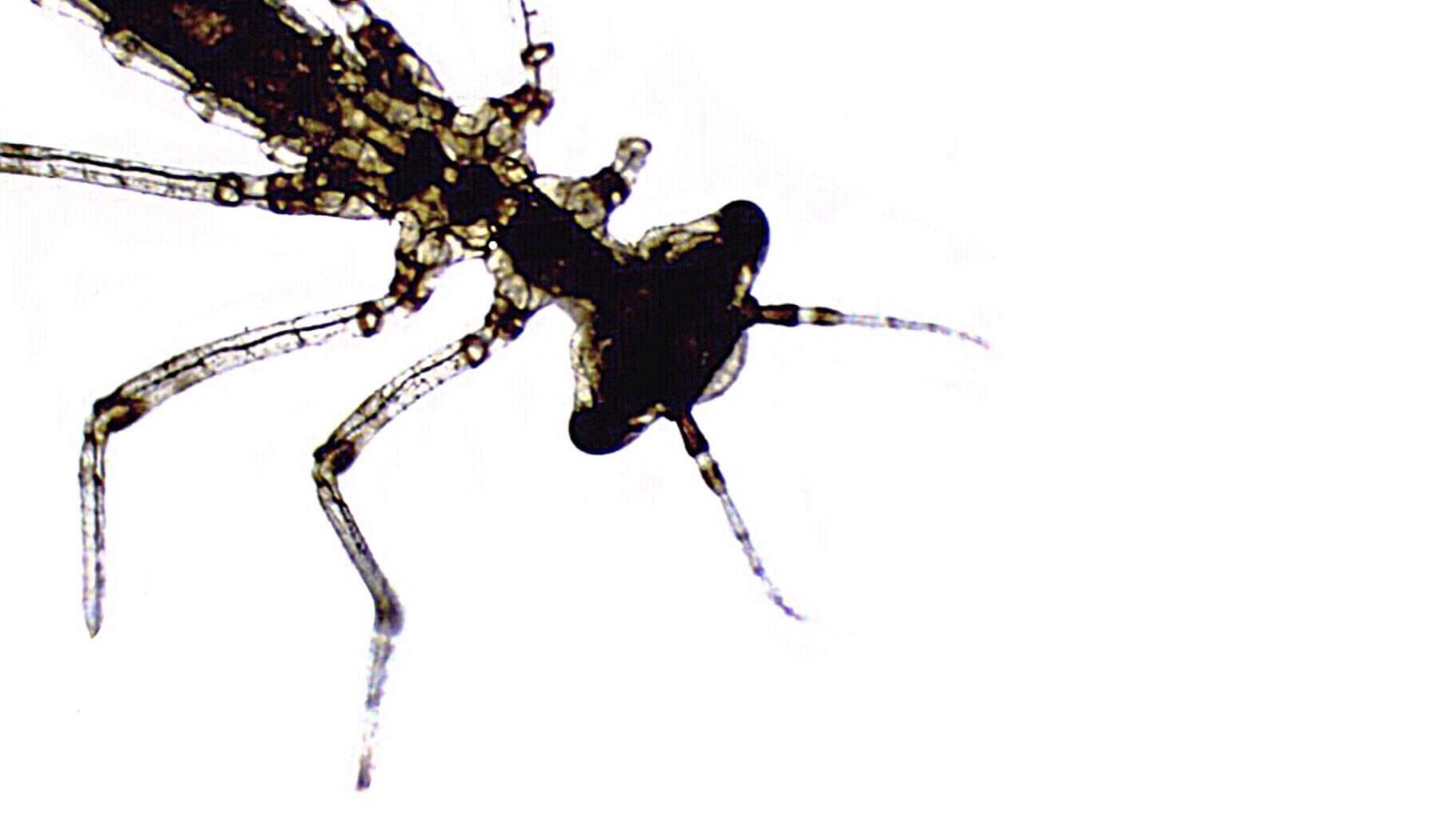 Micrograph of a translucent damselfly nymph against a stark white background, showing its broad head, dark compound eyes, long legs, and elongated segmented body extending toward the upper left corner.