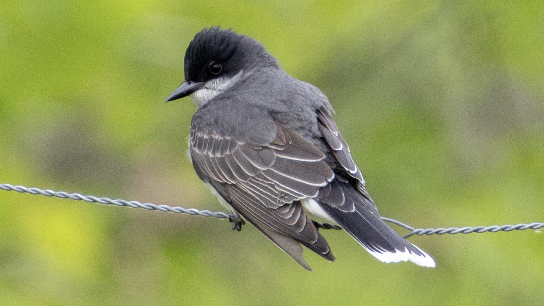 A gray Eastern Kingbird perched on a thin wire. 
