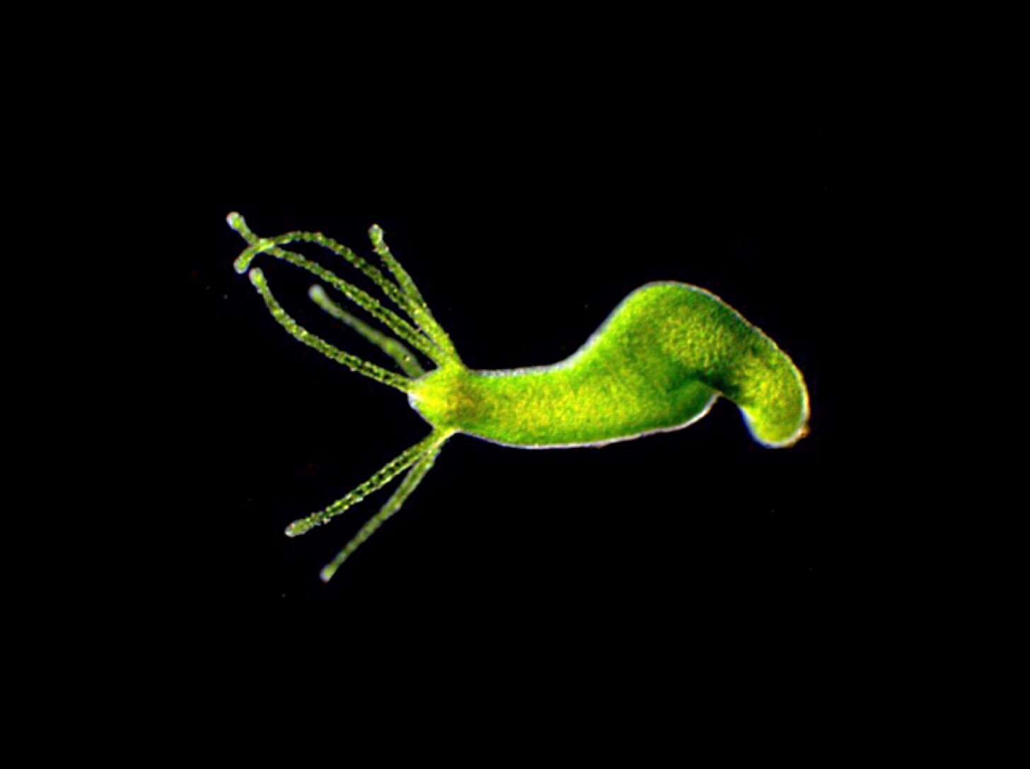 Darkfield micrograph of a bright green, single-celled endosymbiont-bearing Hydra viridissima against a solid black background, showing its tubular body curved with extended, delicate tentacles radiating from its head.