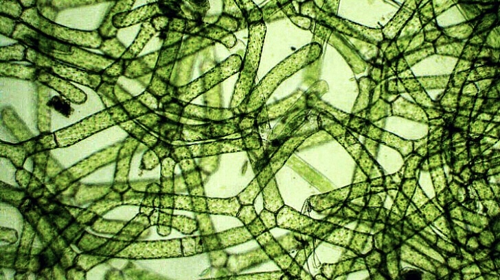 Microscopic view of Hydrodictyon (water net alga), depicting a dense, interconnected mesh network of tubular green cells forming a geometric lattice.