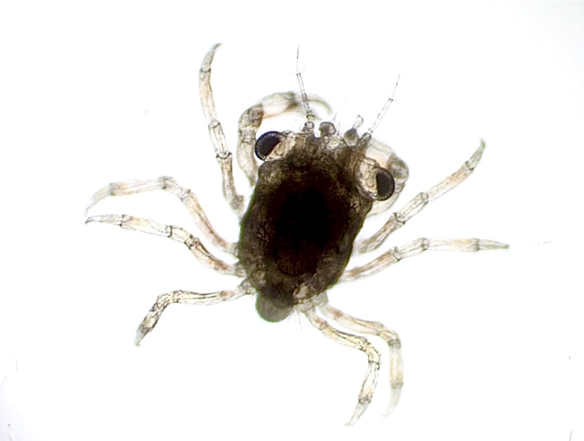 Micrograph of a translucent crab zoea (larva) against a white background, showing two large, dark compound eyes, a compact carapace, and spindly jointed legs spreading outward.