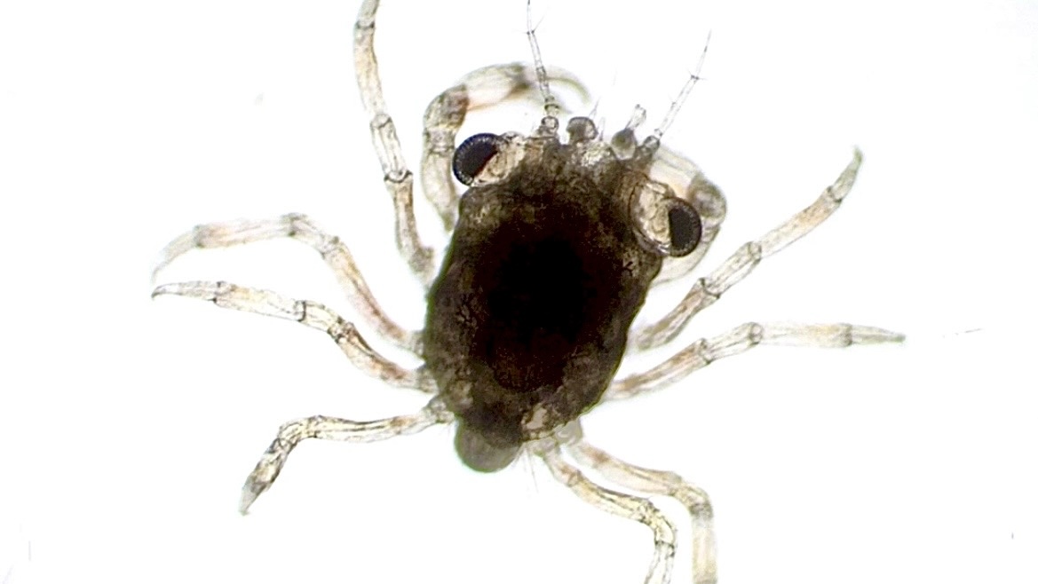Micrograph of a translucent crab zoea (larva) against a white background, showing two large, dark compound eyes, a compact carapace, and spindly jointed legs spreading outward.