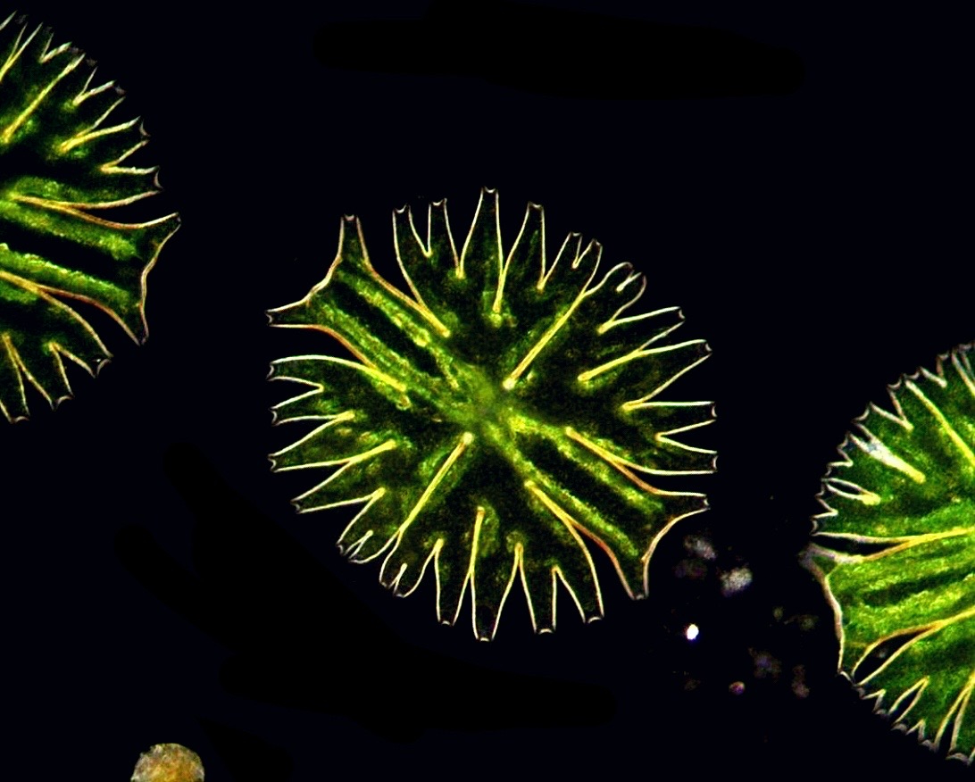 Darkfield micrograph featuring a star-shaped, bright green Micrasterias desmid alga with intricately lobed edges, glowing vividly against a black backdrop.