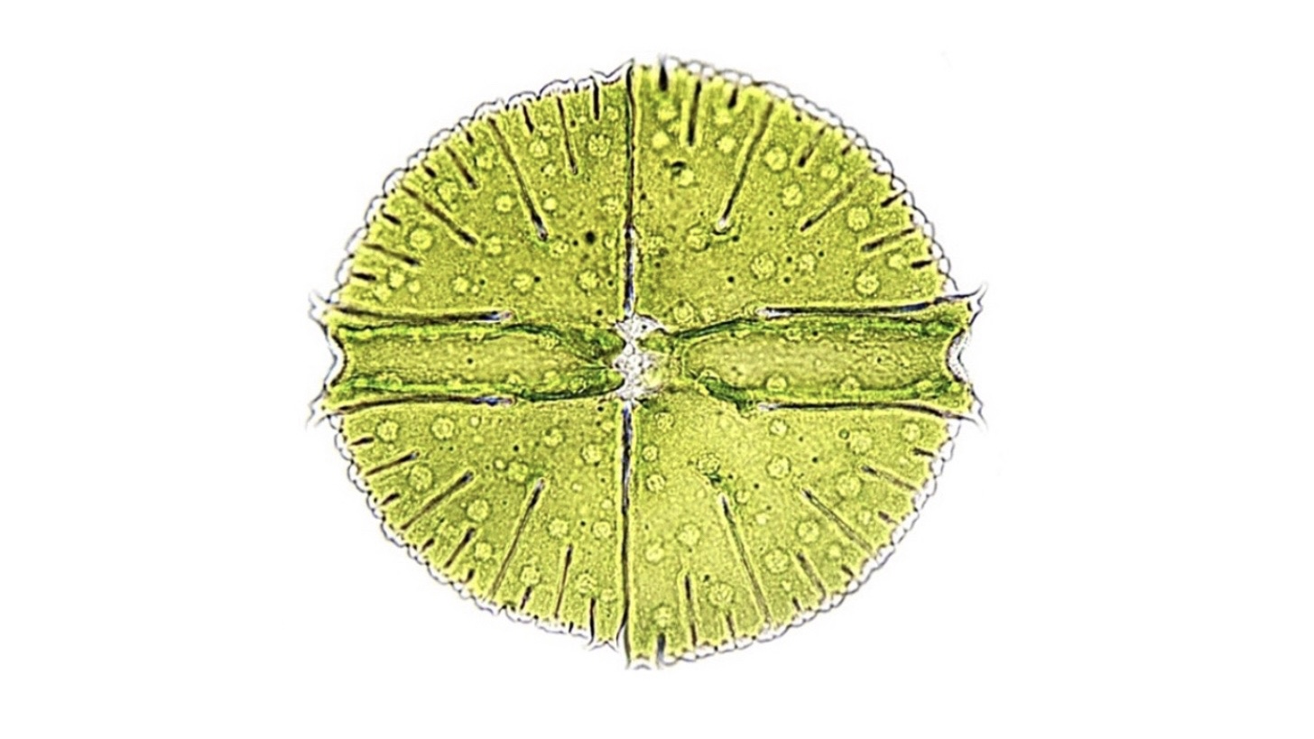 Brightfield micrograph of a single, circular green Micrasterias desmid alga against a plain white background, showing symmetrical, finely serrated edges divided across a central axis.
