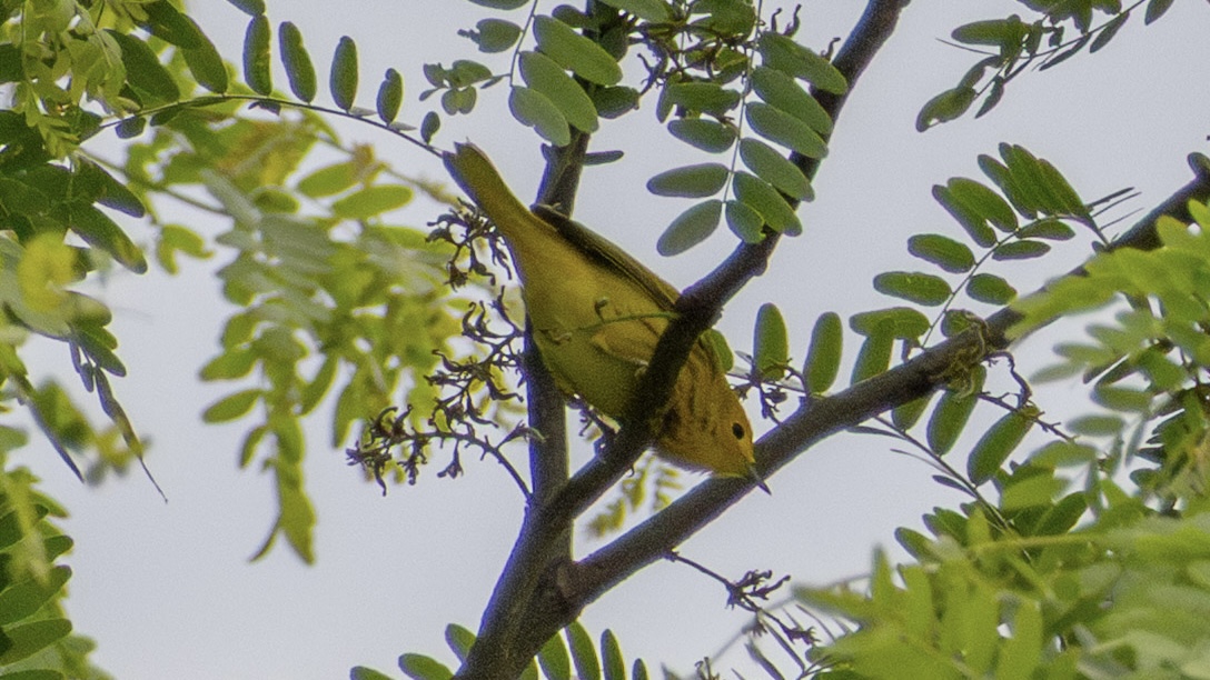  The underside of a yellow bird perched on a y-shaped branch against a canopy backdrop. 