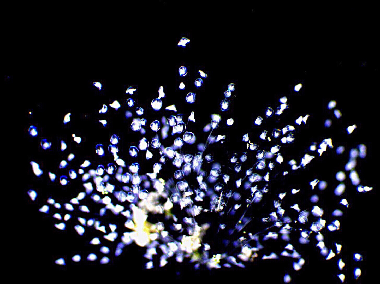 Darkfield micrograph revealing a dense colony of peritrich ciliates glowing bright blue-white against a black background, anchored by delicate, branching stalks.