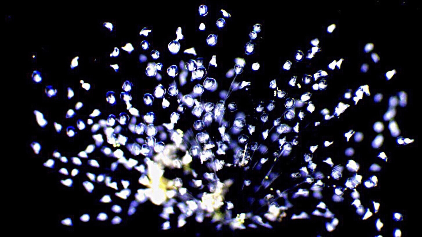 Darkfield micrograph revealing a dense colony of peritrich ciliates glowing bright blue-white against a black background, anchored by delicate, branching stalks.