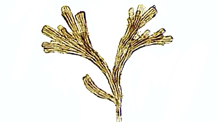 Light micrograph of a fan-shaped Rhipidodendron colony against a bright white background, composed of golden-brown, tube-like stalks clustered in a tree-like arrangement.