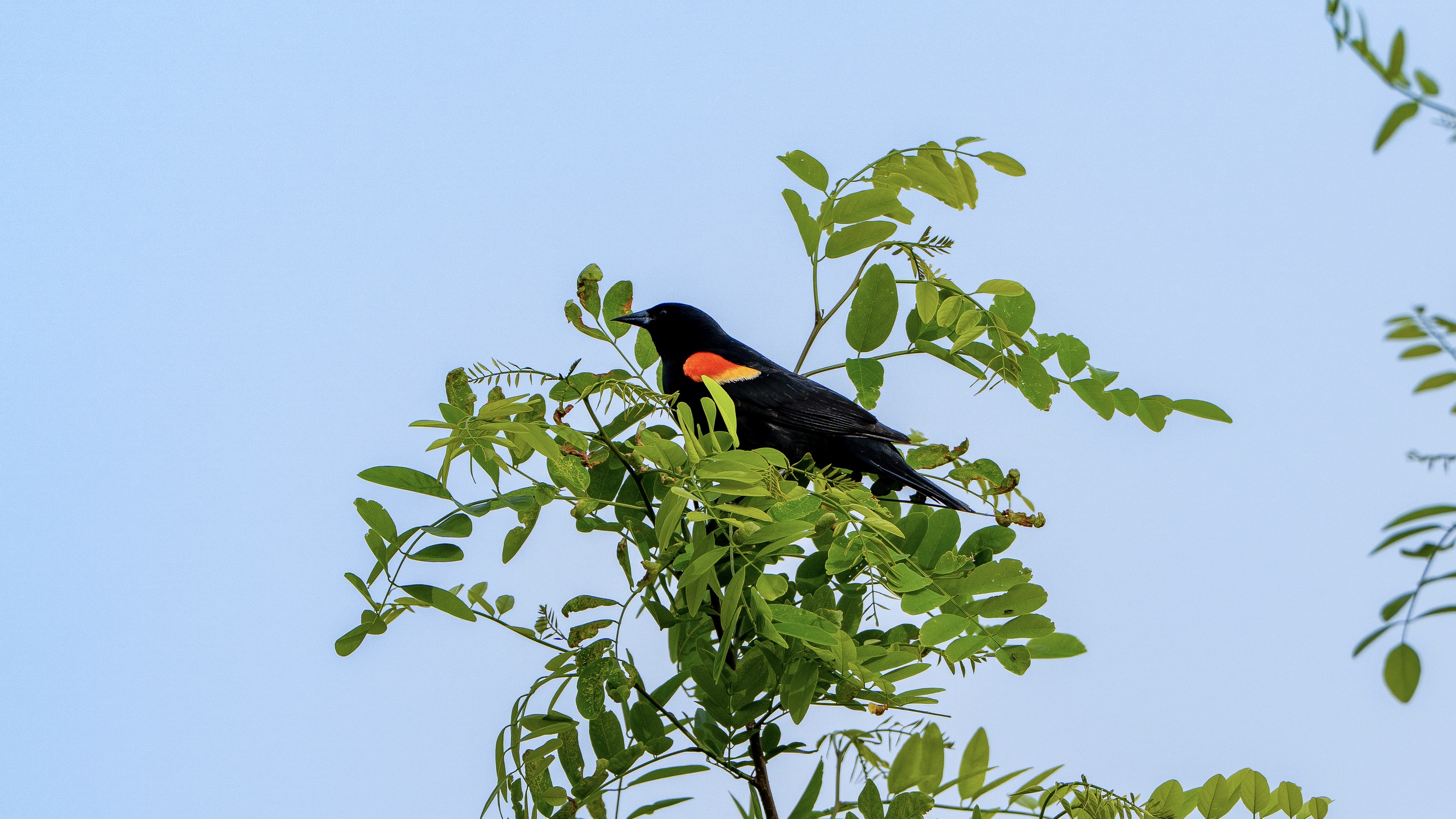 A black bird with red patches on its wings perches at the end of a tree branch amongst green leaves.