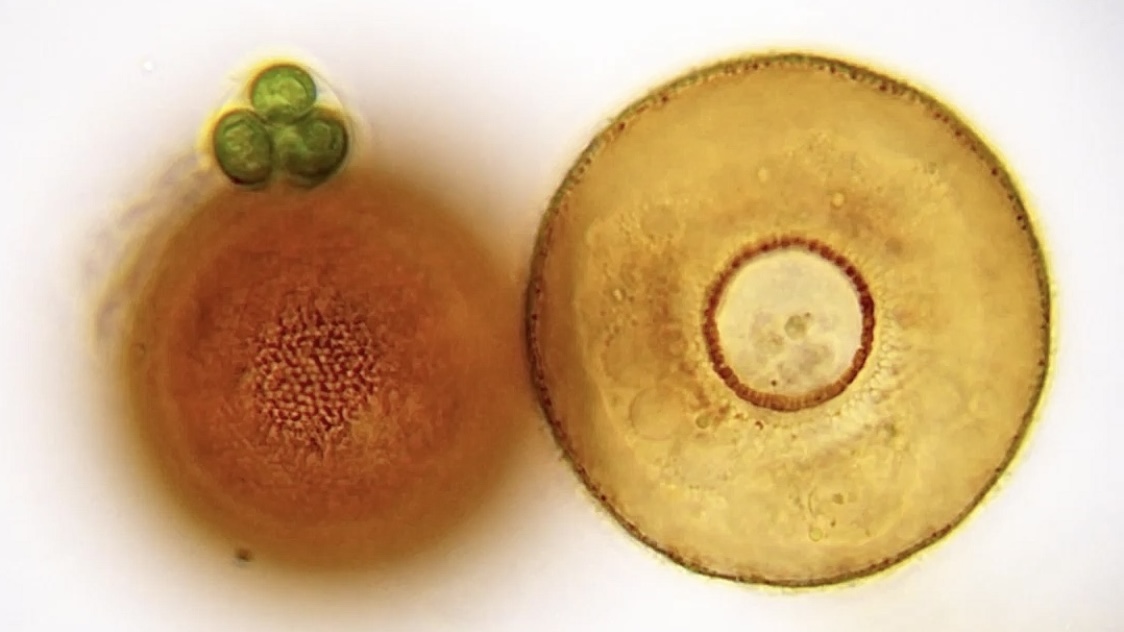 Light micrograph showing two circular, brownish Arcella shells side-by-side on a light background, detailing their central doughnut-like openings and subtle surface texturing.