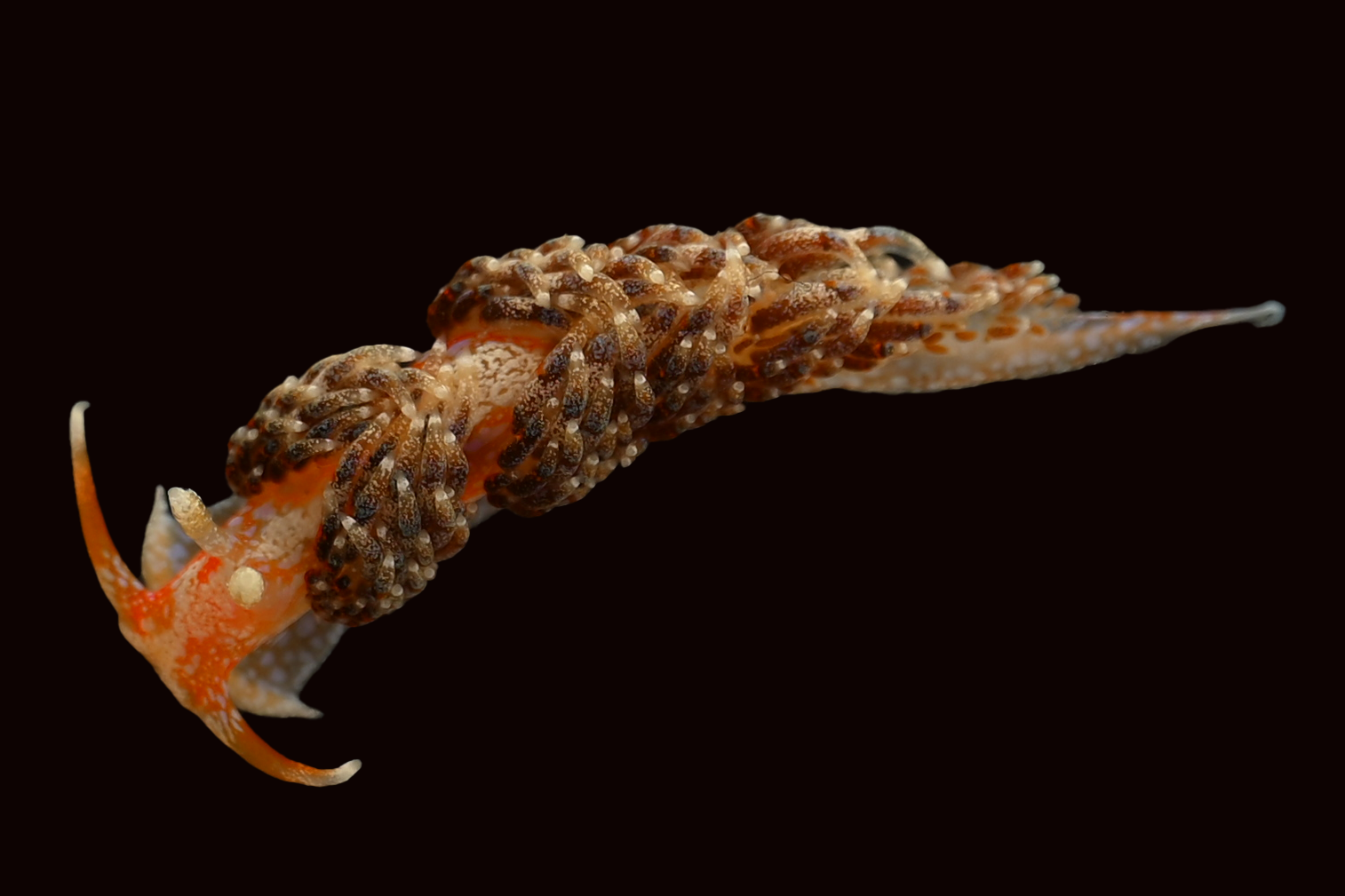An orange and brown sea slug called a nudibranch against a black background.