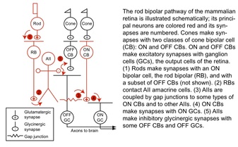 Rod bipolar pathway of mammalian retina
