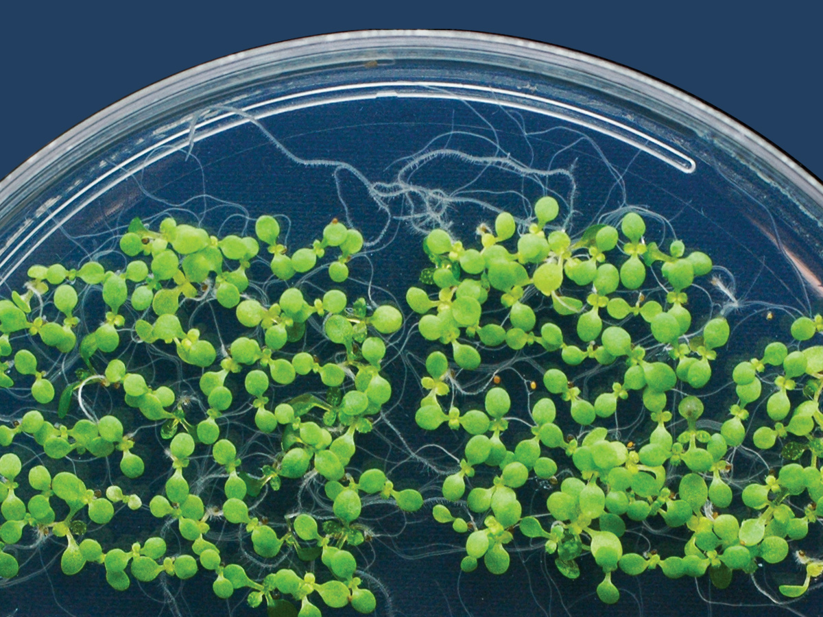Tiny arabidopsis plants in a petri dish