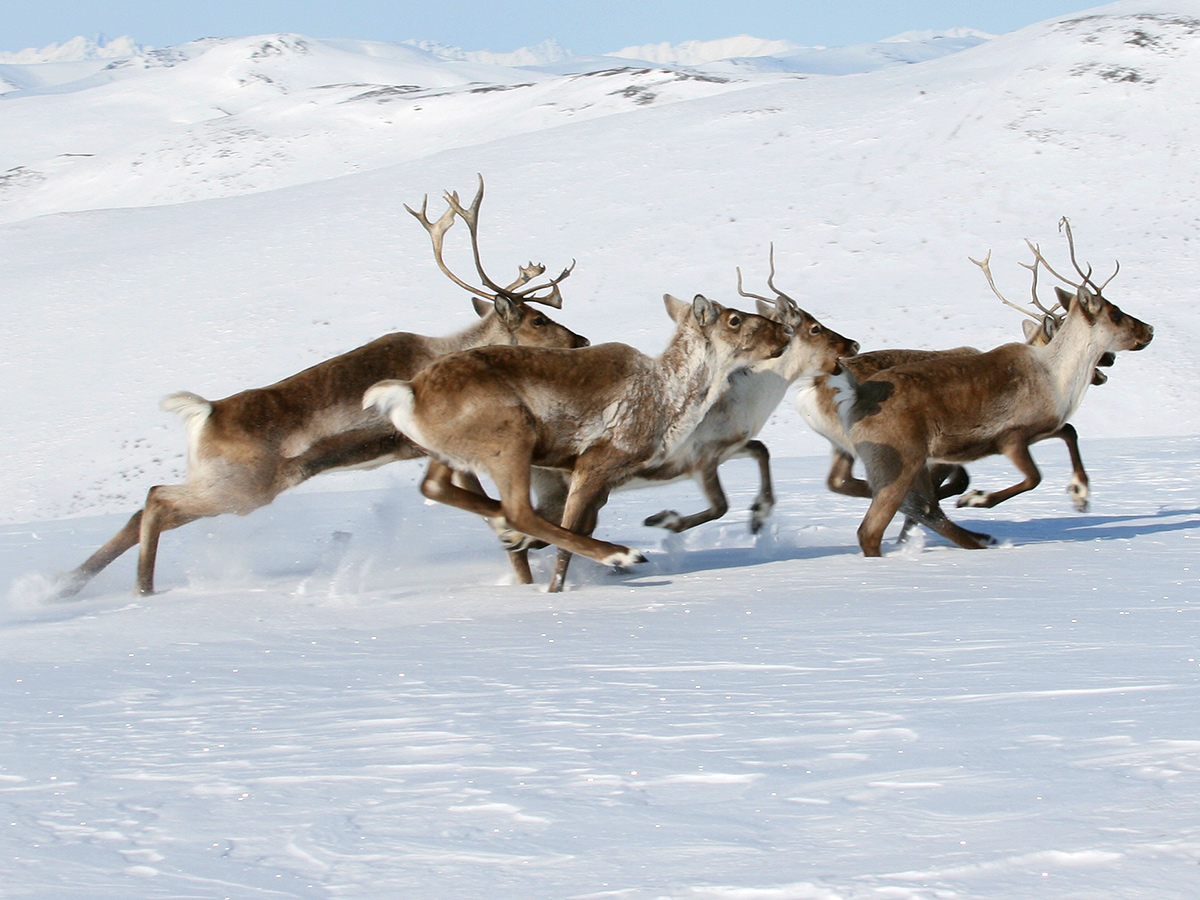 A herd of elk running through snow