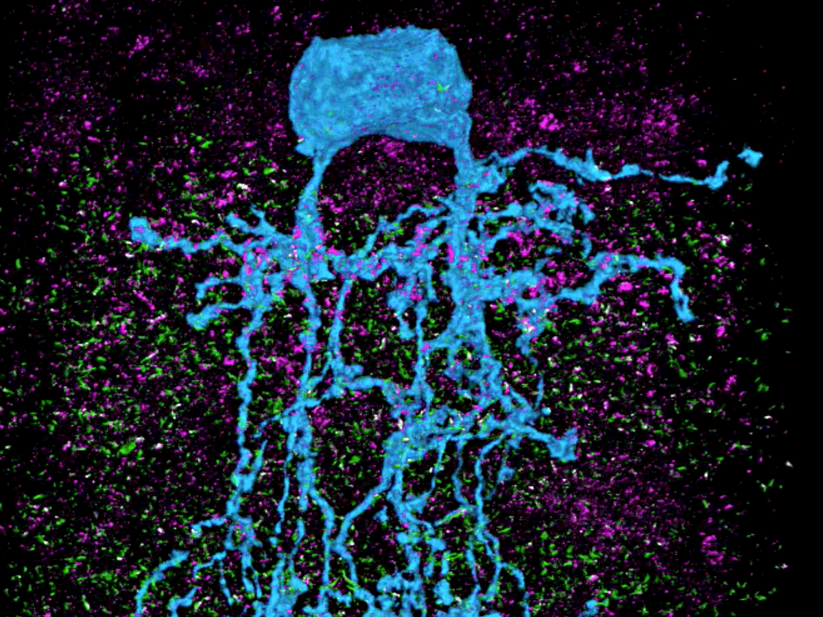 Sensory Neurobiology