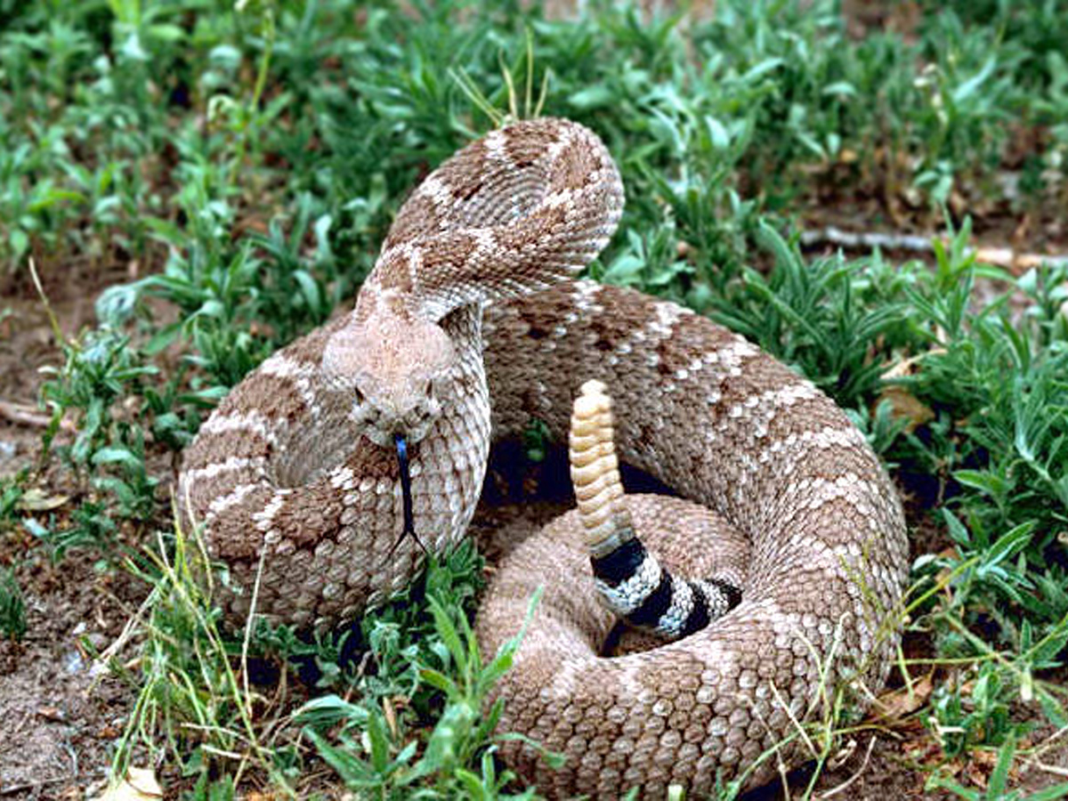 A rattlesnake in the bushes