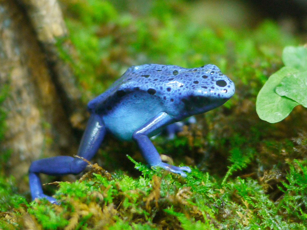 A blue poison dart frog
