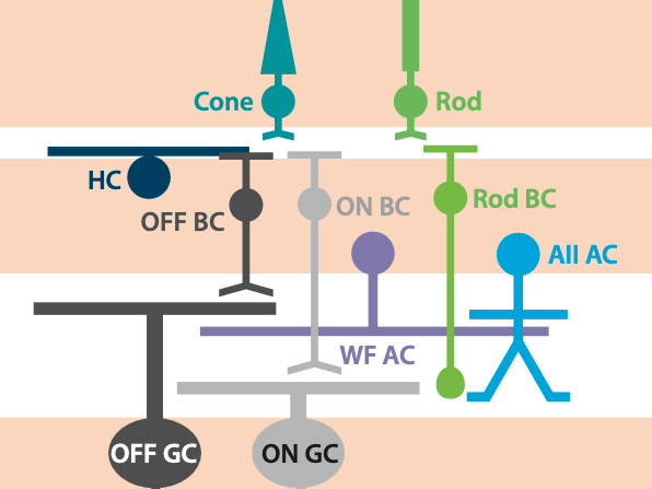 Retina circuit model