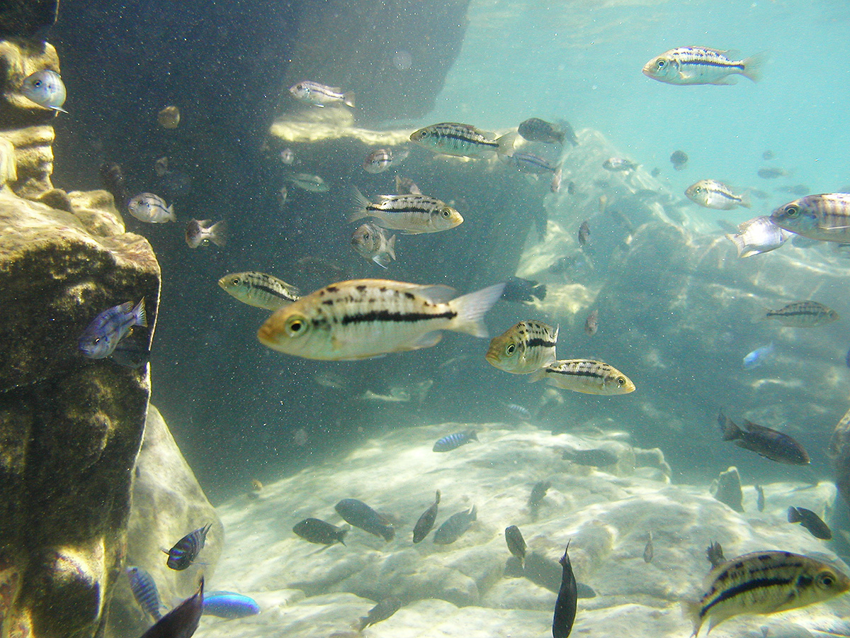 Cichlids in Lake Malawi