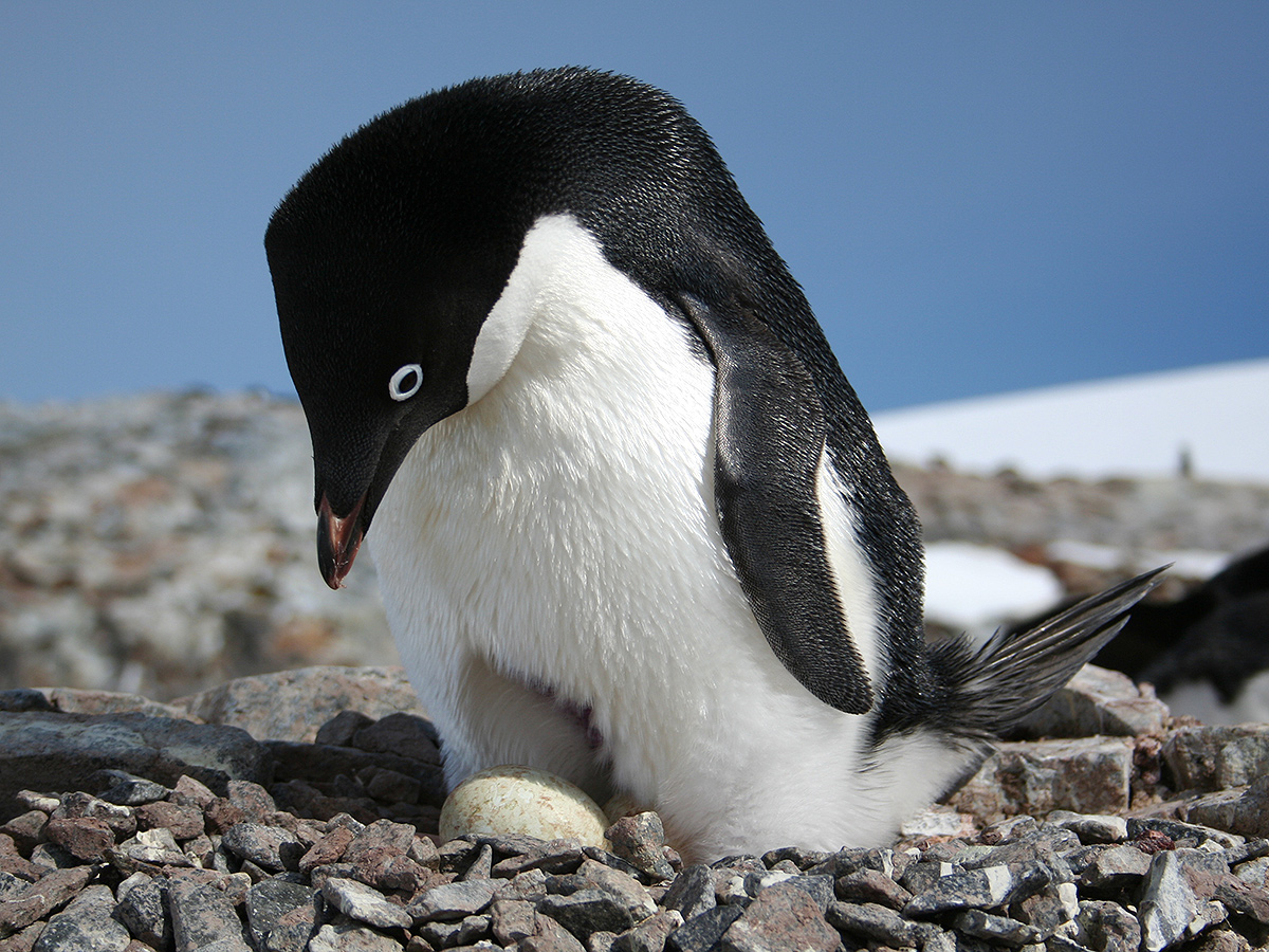 An Adelie penguin