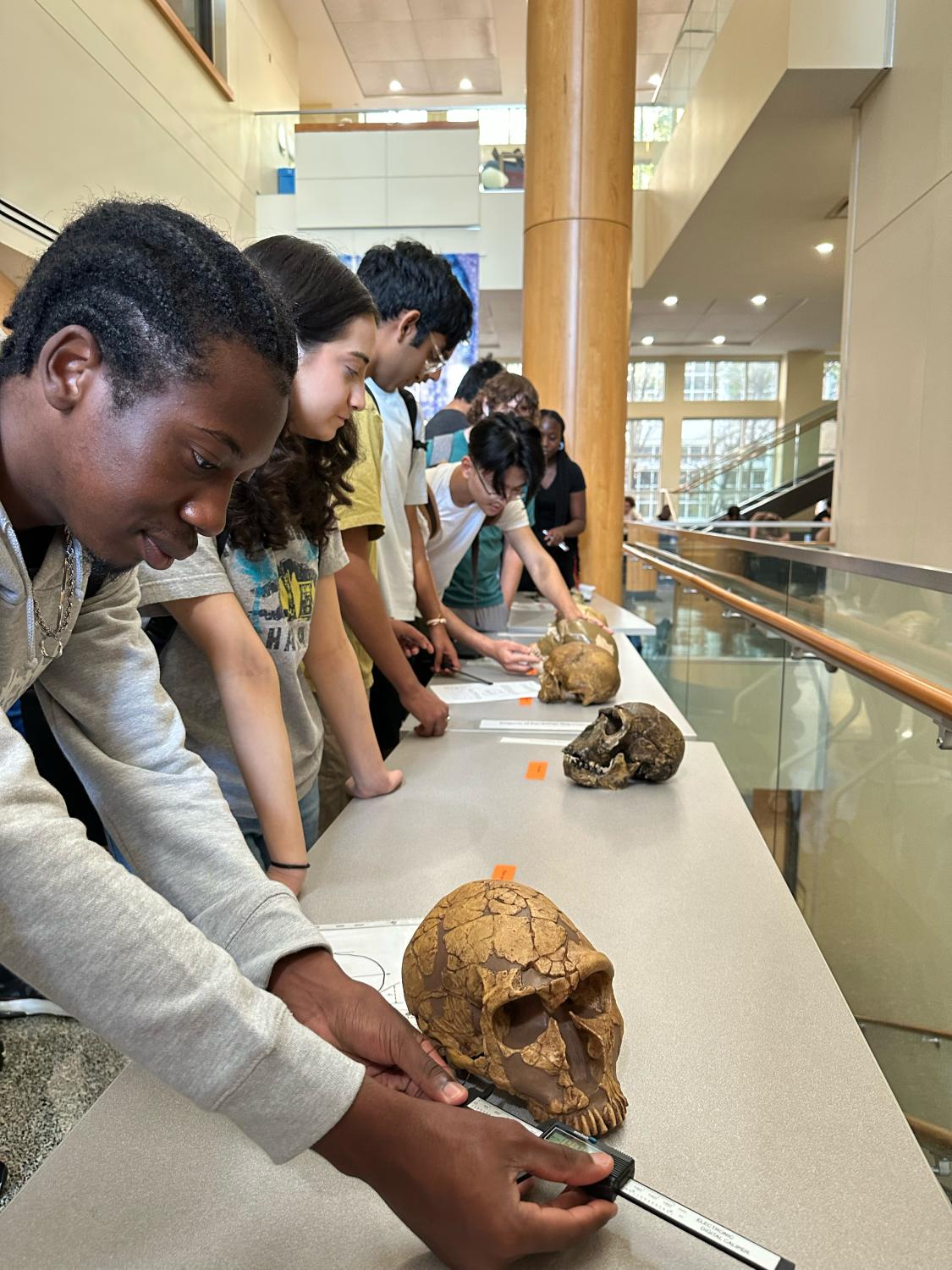 By measuring the skulls of extinct human species, students can "integrate what they learn about them with their understanding of human evolution," said Kimberly Paczolt, one of the course's three instructors. Credit: Katie Bemb.