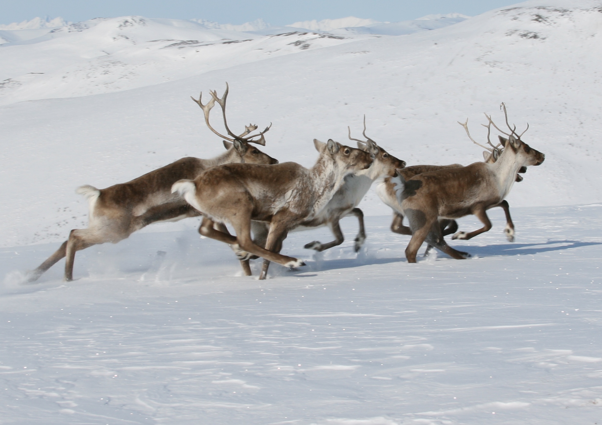 caribou running in the snow