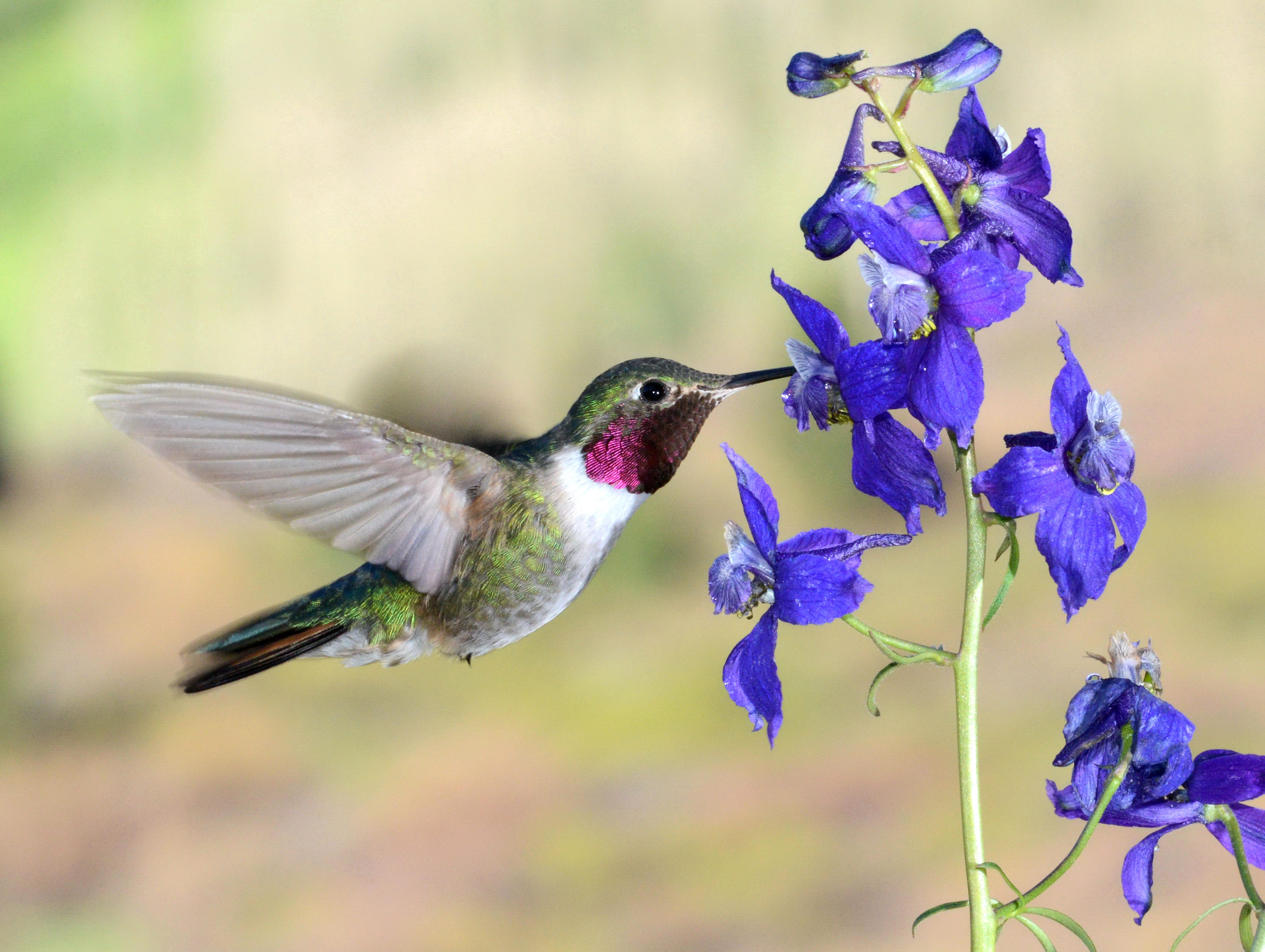 Male broad-tailed hummingbird