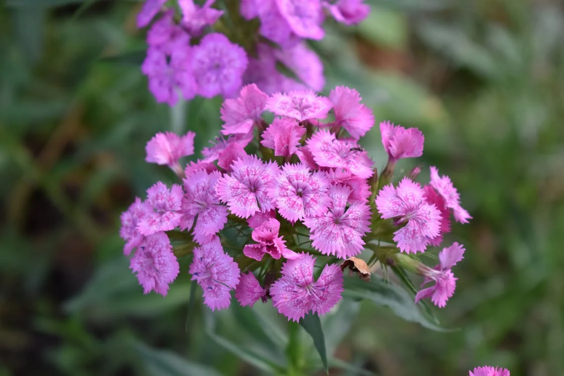 Dianthus flowers