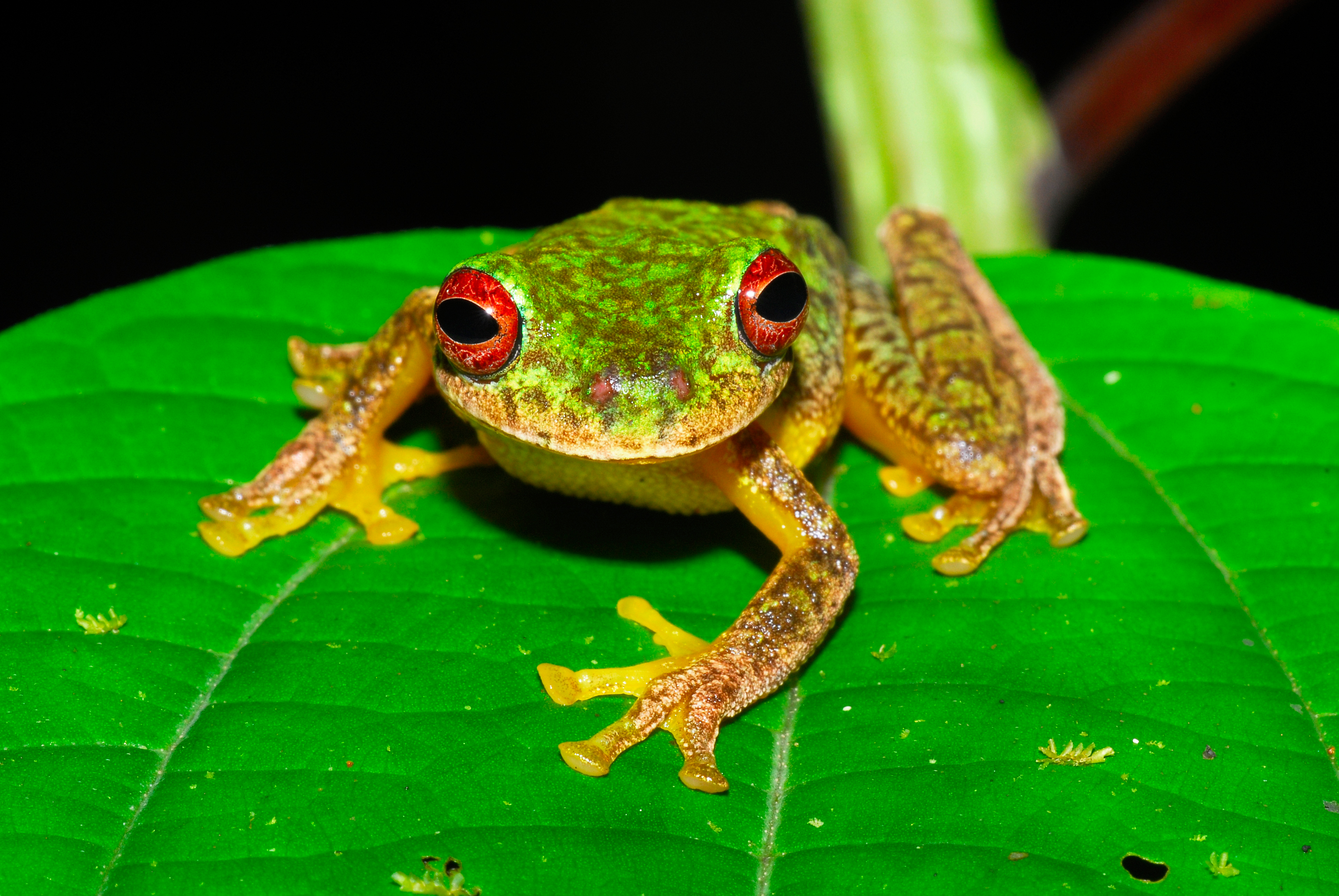 This Mossy Red-eyed Frog (Duellmanohyla soralia)