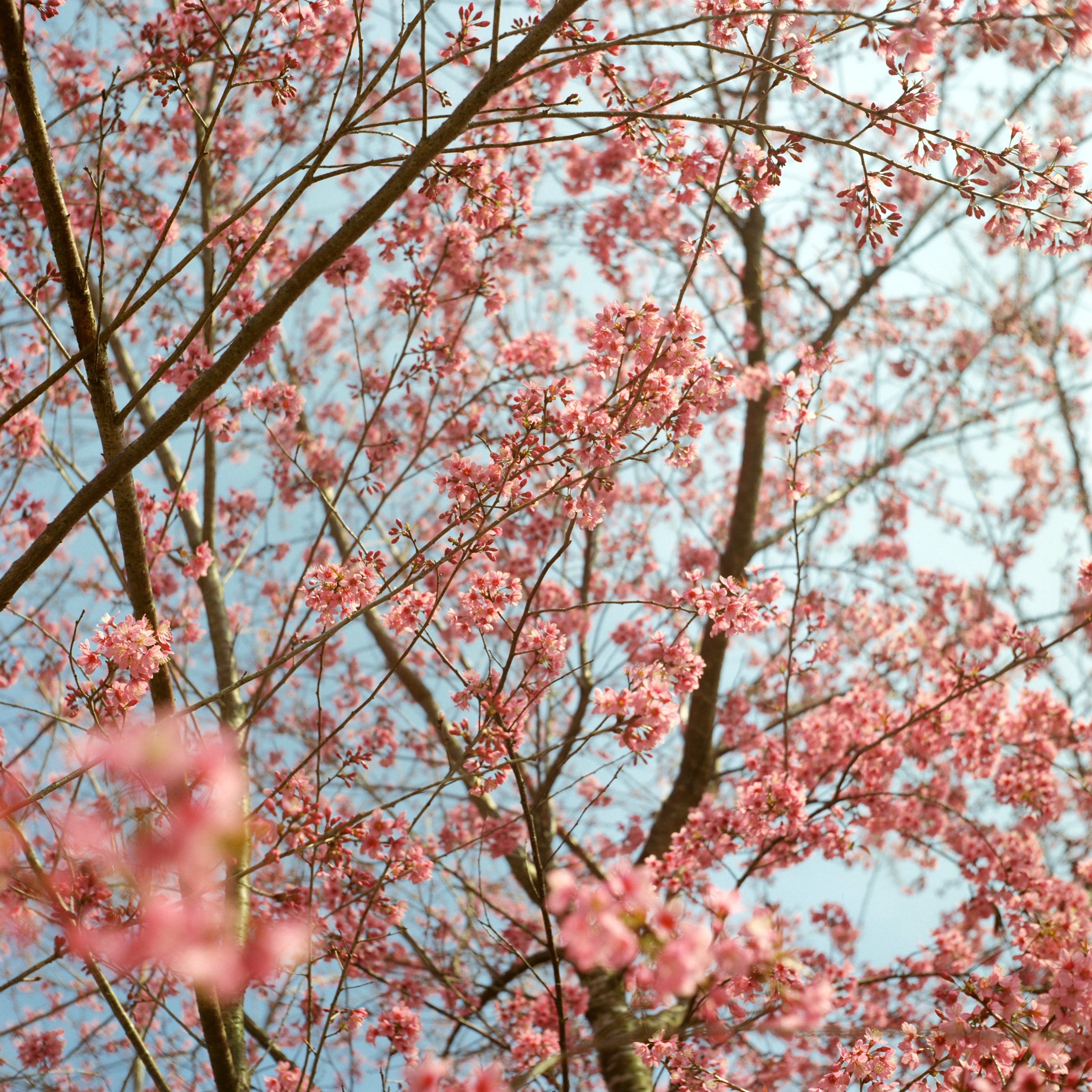 Pink cherry blossom flowers on branches against a light blue sky.