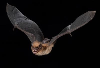 brown bat image