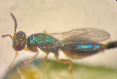 fig wasp closeup