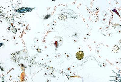 Marine microplankton