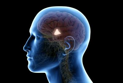 hypothalamus stock image
