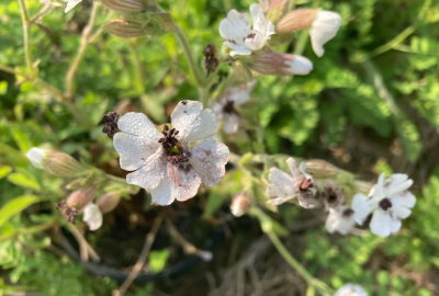 Silene latifolia plant infected with anther-smut disease 