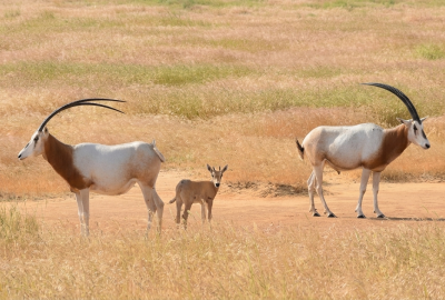 oryx photo cropped Katherine Mertes