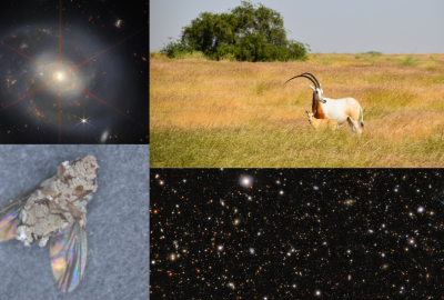 Collage of four research images