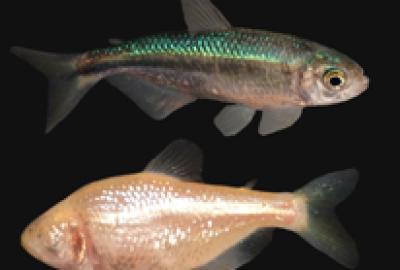 Cavefish