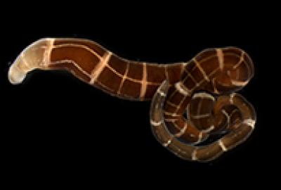ribbonworm regenerating head