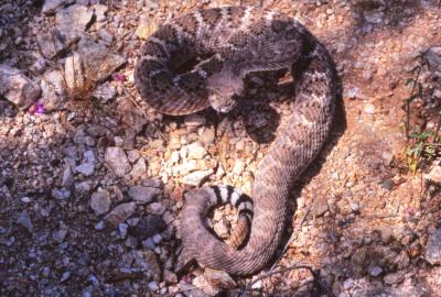A brown rattlesnake with white markings poised to strike.