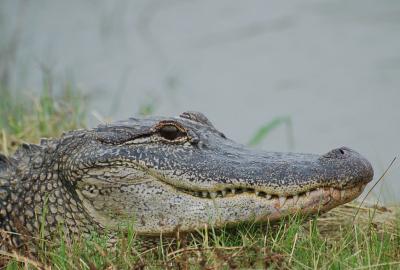 alligator