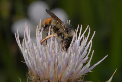 Bumblebee on thistle flower