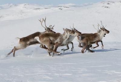 caribou running