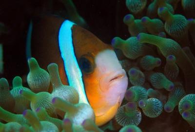 clownfish