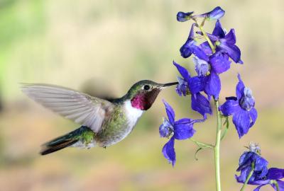 Male broad tailed hummingbird