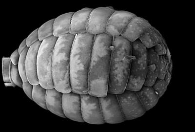 Scanning electron micrograph (SEM) showing a high-magnification, greyscale view of an elongated, oval-shaped Paulinella marae test (shell), constructed from overlapping, armor-like silica scales with a textured surface against a solid black background.
